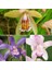 100'lü 10 Farklı Renk Phalaenopsis Orkide Tohumu + 10'lu Kırmızı Kaktüs Çiçeği Tohumu 1