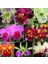 100'lü 10 Farklı Renk Cattleya Orkide Tohumu + 10'lu Kırmızı Fuchsia Çiçeği Tohumu 1