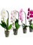 50'li 10 Farklı Renk Phalaenopsis Orkide Tohumu + 10'lu Kırmızı K.gözü Çiçeği Tohumu 1
