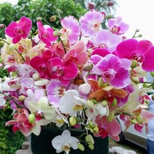 25'li 10 Farklı Renk Phalaenopsis Orkide Tohumu + 10'lu Kırmızı Flamingo Çiçeği Tohumu