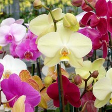 Day 10'lu 10 Farklı Renk Phalaenopsis Orkide Tohumu + 10'lu Kırmızı K.gözü Çiçeği Tohumu