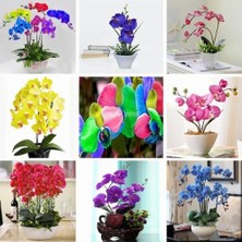 Day 50 Adet 10 Farklı Renk Vanda Orkide Tohumu + 10 Adet Hediye K.renk Sinekkapan Çiçeği Tohumu