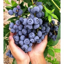 Çermik Fidancılık Tüplü Yaban Mersini Blue Berry Fidanı