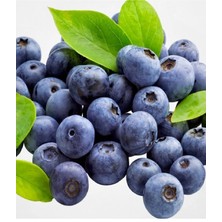 Çermik Fidancılık Tüplü Yaban Mersini Blue Berry Fidanı