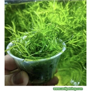 Canlı Petshop Najas Lepistes Otu 3 Paket Rafyaya Son Yavru Balıkların Saklanması Için