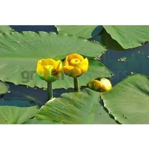 Canlı Petshop Nilüfer Nuphar Japonica Su Üstü Bitkisi Soğan Halinde 2 Adet