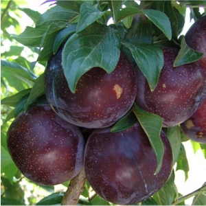 Fidan & Peyzaj - Black Diamond Erik Fidanı (150 Cm. Boy / 2 Yaş / Seçkin Çeşit / Açık Kök)