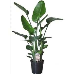 Bi Kaktüs Dünyası Straliçe