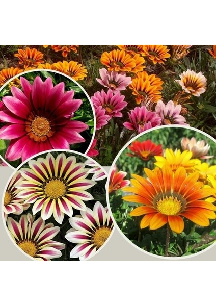 10'lu 10 Farklı Renk Oncidium Orkide Tohumu + 10'lu Kırmızı Gazanya Çiçeği Tohumu