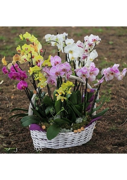 100'lü 10 Farklı Renk Oncidium Orkide Tohumu + 10'lu Kırmızı Flamingo Çiçeği Tohumu