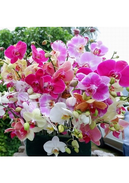 25'li 10 Farklı Renk Phalaenopsis Orkide Tohumu + 10'lu Kırmızı Flamingo Çiçeği Tohumu