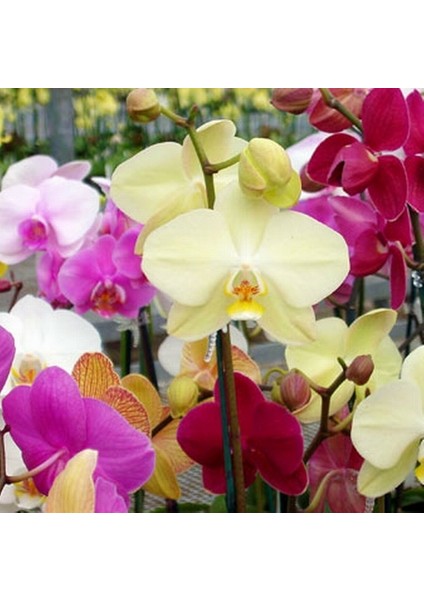 10'lu 10 Farklı Renk Phalaenopsis Orkide Tohumu + 10'lu Kırmızı K.gözü Çiçeği Tohumu