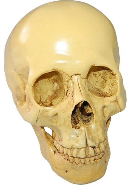 Reçine Insan Simülasyonu 1: 1 Galeri Ekranı (Yurt Dışından)