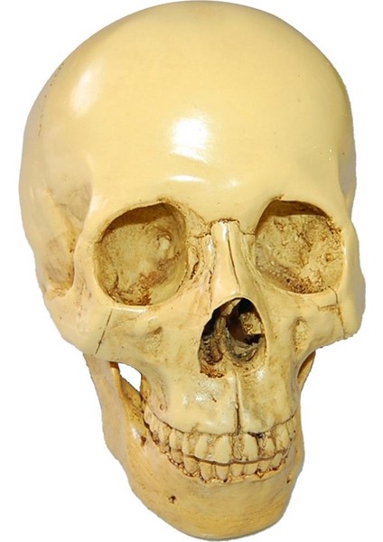 Reçine Insan Simülasyonu 1: 1 Galeri Ekranı (Yurt Dışından) fiyatları