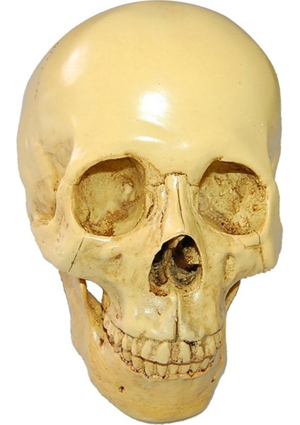 Reçine Insan Simülasyonu 1: 1 Galeri Ekranı (Yurt Dışından) fırsatları