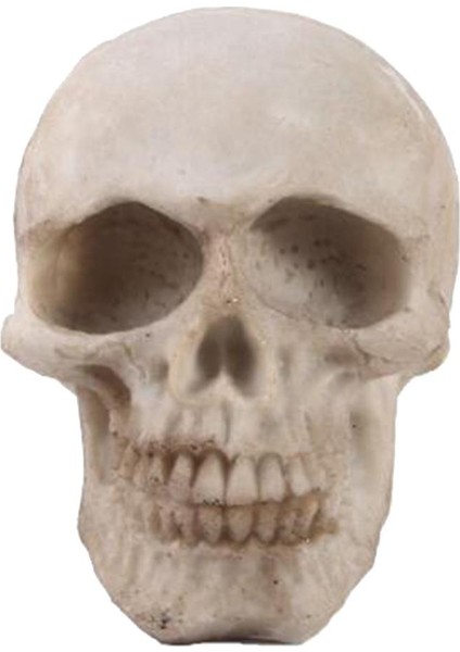 Insan Yetişkin, Simülasyon Iskelet Kafa Sanatı (Yurt Dışından)