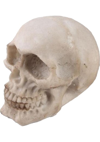 Insan Yetişkin, Simülasyon Iskelet Kafa Sanatı (Yurt Dışından) fiyatları