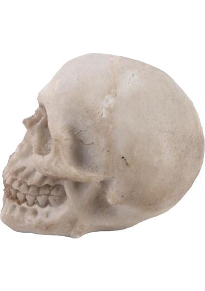 Insan Yetişkin, Simülasyon Iskelet Kafa Sanatı (Yurt Dışından) modelleri