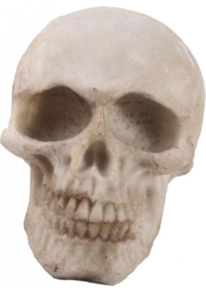 Insan Yetişkin, Simülasyon Iskelet Kafa Sanatı (Yurt Dışından) fırsatları