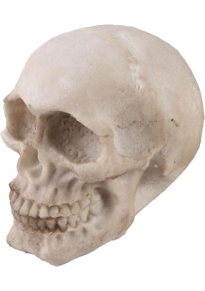 Insan Yetişkin, Simülasyon Iskelet Kafa Sanatı (Yurt Dışından) indirimleri