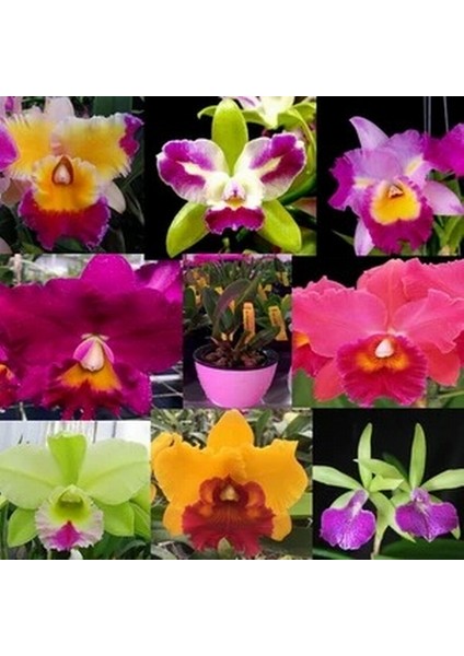 100 Adet 10 Farklı Renk Phalaenopsis Orkide Tohumu + 10 Adet K.renk C.kuşu Çiçeği Tohumu