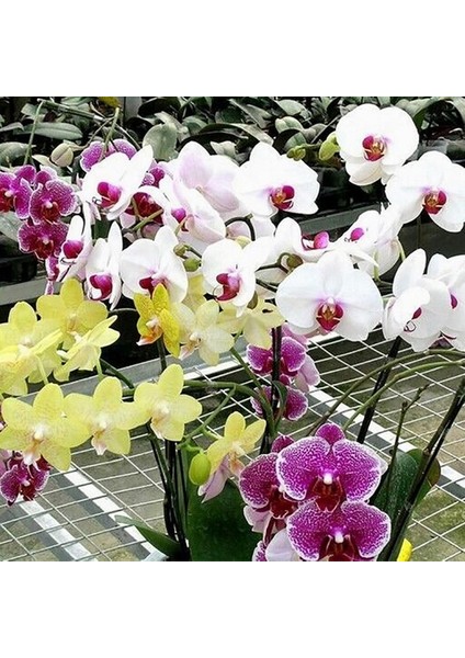 50 Adet 10 Farklı Renk Phalaenopsis Orkide Tohumu + 10 Adet K.renk C.kuşu Çiçeği Tohumu