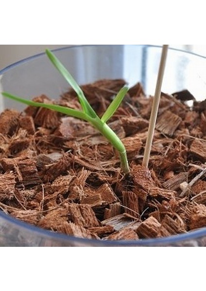 50 Adet 10 Farklı Renk Phalaenopsis Orkide Tohumu + 10 Adet K.renk C.kuşu Çiçeği Tohumu