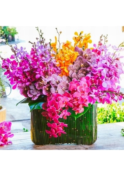 50 Adet 10 Farklı Renk Phalaenopsis Orkide Tohumu + 10 Adet K.renk C.kuşu Çiçeği Tohumu