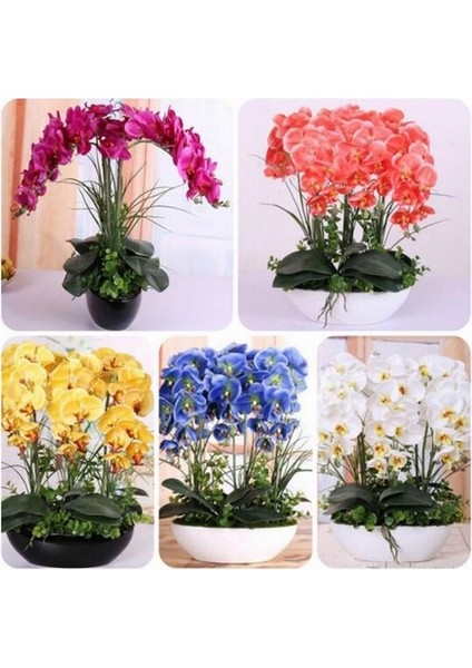100 Adet 10 Farklı Renk Phalaenopsis Orkide Tohumu + 10 Adet K.renk Starliçe Çiçeği Tohumu