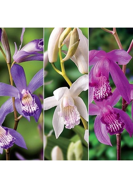 10 Adet 10 Farklı Renk Oncidium Orkide Tohumu + 10 Adet K.renk C.kuşu Çiçeği Tohumu