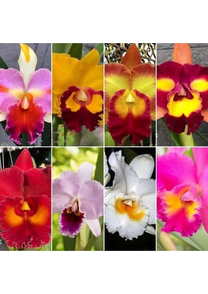 50 Adet 10 Farklı Renk Oncidium Orkide Tohumu + 10 Adet K.renk C.kuşu Çiçeği Tohumu