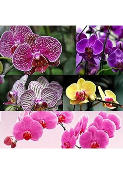 50'li 10 Farklı Renk Oncidium Orkide Tohumu + 10'lu Kırmızı Dicentra Spectabilis Çiçeği Toh