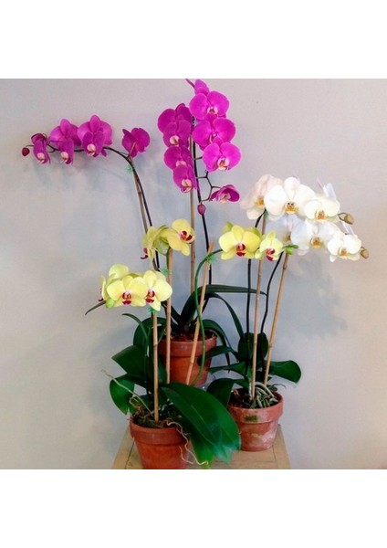 50 Adet K. Renk Phalaenopsis Orkide Tohumu + 10 Adet Hediye K.renk Dicentra Spectabilis Çiçeği Tohumu