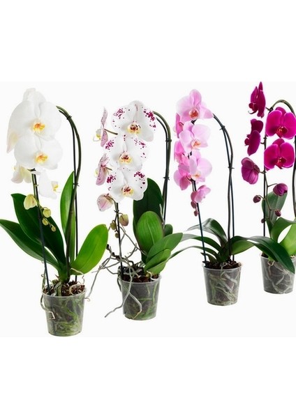 25 Adet K. Renk Phalaenopsis Orkide Tohumu + 10 Adet Hediye K.renk Dicentra Spectabilis Çiçeği Tohumu