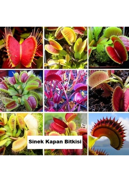 50 Adet 10 Farklı Renk Oncidium Orkide Tohumu + 10 Adet Hediye K.renk Venüs Çiçeği Tohumu