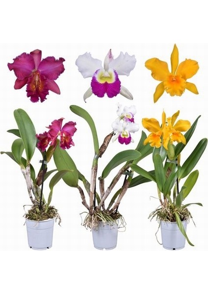 100 Adet K. Renk Phalaenopsis Orkide Tohumu + 10 Adet Hediye K.renk Dicentra Spectabilis Çiçeği Tohumu