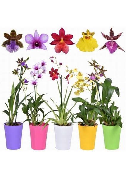 10 Adet 10 Farklı Renk Oncidium Orkide Tohumu + 10 Adet Hediye K.renk K.kalp Çiçeği Tohumu