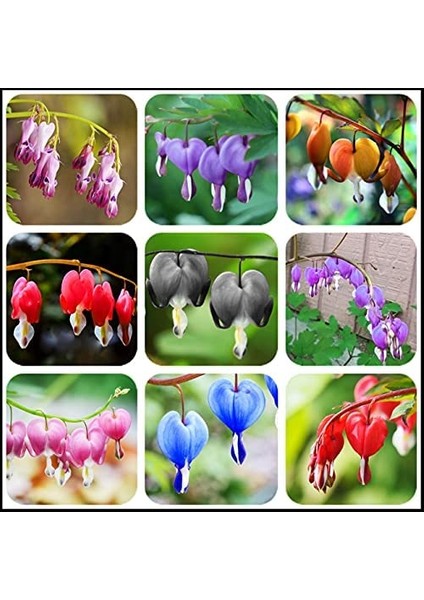 10 Adet 10 Farklı Renk Oncidium Orkide Tohumu + 10 Adet Hediye K.renk K.kalp Çiçeği Tohumu