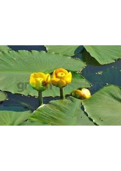 Nilüfer Nuphar Japonica Su Üstü Bitkisi Soğan Halinde 2 Adet