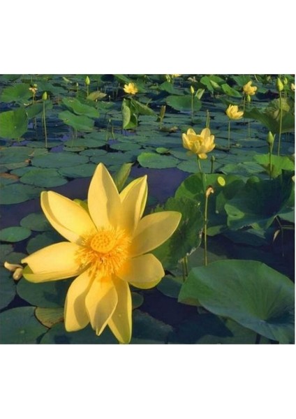 Nilüfer Nuphar Japonica Su Üstü Bitkisi Soğan Halinde 2 Adet