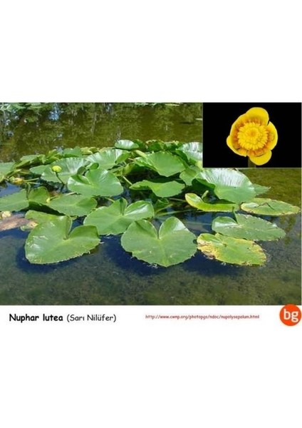 Nilüfer Nuphar Japonica Su Üstü Bitkisi Soğan Halinde 2 Adet