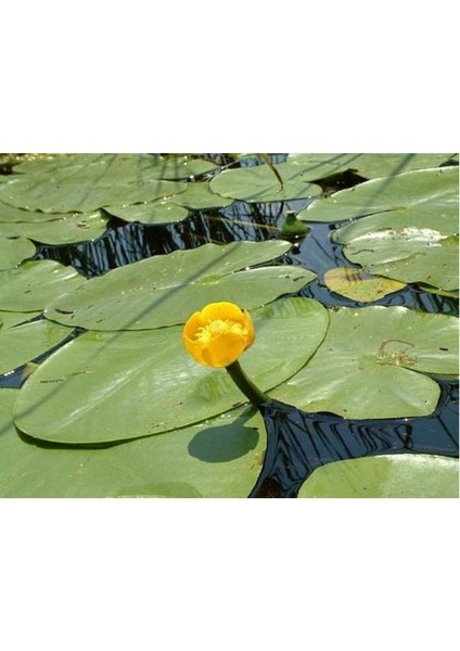 Nilüfer Nuphar Japonica Su Üstü Bitkisi Soğan Halinde 2 Adet