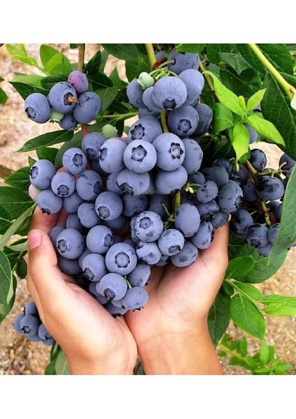 Çermik Fidancılık Tüplü Yaban Mersini Blue Berry Fidanı