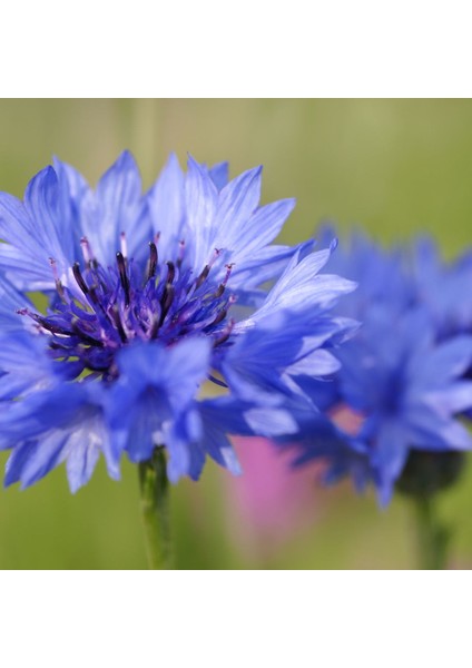 All Purpose Flower Mix Tohum Çimlendirme Seti Hodan Aynısefa Calendula Kişniş Mavi Kantaron