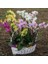 100'lü 10 Farklı Renk Oncidium Orkide Tohumu + 10'lu Kırmızı Flamingo Çiçeği Tohumu 1