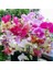 25'li 10 Farklı Renk Phalaenopsis Orkide Tohumu + 10'lu Kırmızı Flamingo Çiçeği Tohumu 1