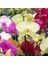 10'lu 10 Farklı Renk Phalaenopsis Orkide Tohumu + 10'lu Kırmızı K.gözü Çiçeği Tohumu 1