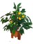 Yapay Mini Limon Ağacı 40 cm Boy Limon Ahşap Saksıda Minyatür Ağaç 2