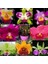 100 Adet 10 Farklı Renk Phalaenopsis Orkide Tohumu + 10 Adet K.renk C.kuşu Çiçeği Tohumu 1