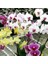 50 Adet 10 Farklı Renk Phalaenopsis Orkide Tohumu + 10 Adet K.renk C.kuşu Çiçeği Tohumu 1